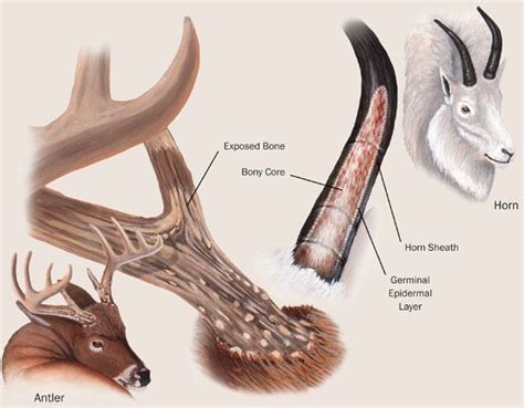 Pin on anatomy(animal)