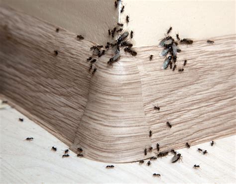 Signs of Ant Infestation and how My Pest Pros can help | VA | MD