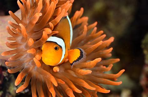 Clownfish In Marine Aquarium | high quality image