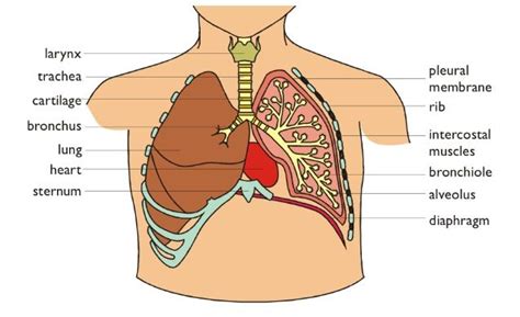 Thorax. | Thorax, Anatomy and physiology, Membrane