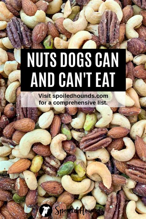 Can Dogs Eat Brazil Nuts – Pet Help Reviews UK