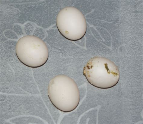 Cockatiel eggs : Biological Science Picture Directory – Pulpbits.net