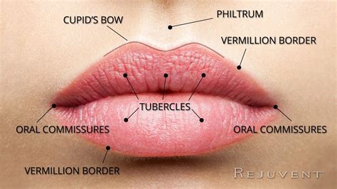 Lip Anatomy Tubercle