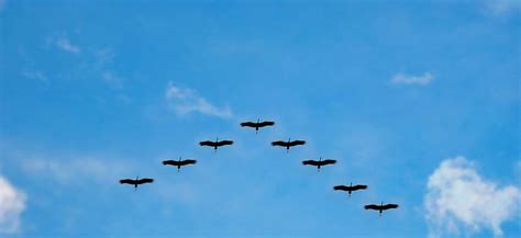Energy demand and adaptations of migrating birds - Blogionik