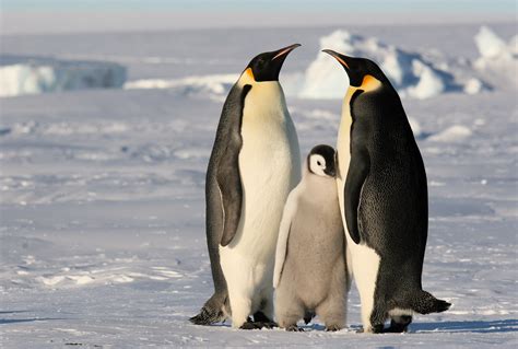 Download Animal Emperor Penguin HD Wallpaper