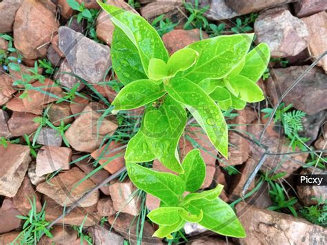 Image of A Green Leaves With Water Drops-EY668471-Picxy