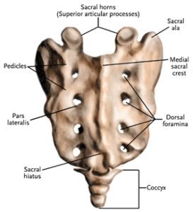 sacrum coccyx | Vaughan Physiotherapy Chiropractor