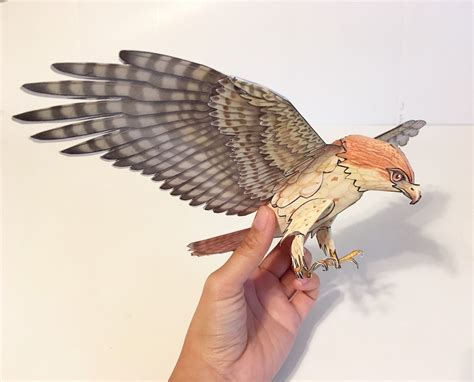 Hawk, Papercraft 3d Bird - Etsy