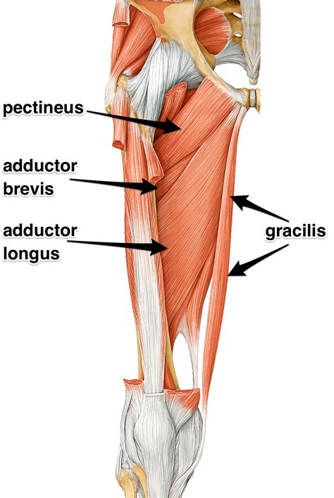 3 Exercises For Adductor Mobility — ONI | Wellington Personal Training Studio