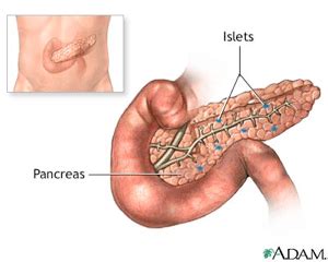 Islet Cell Transplant Surgery | MUSC Health | Charleston SC