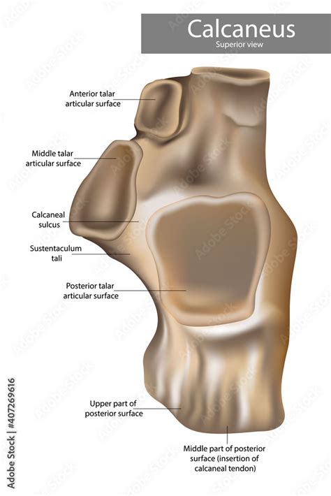 Calcaneus Anatomy. alcaneus or calcaneum, meaning heel or heel bone. Superior view. Stock Vector ...