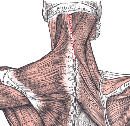 Ligamentum nuchae - Physiopedia