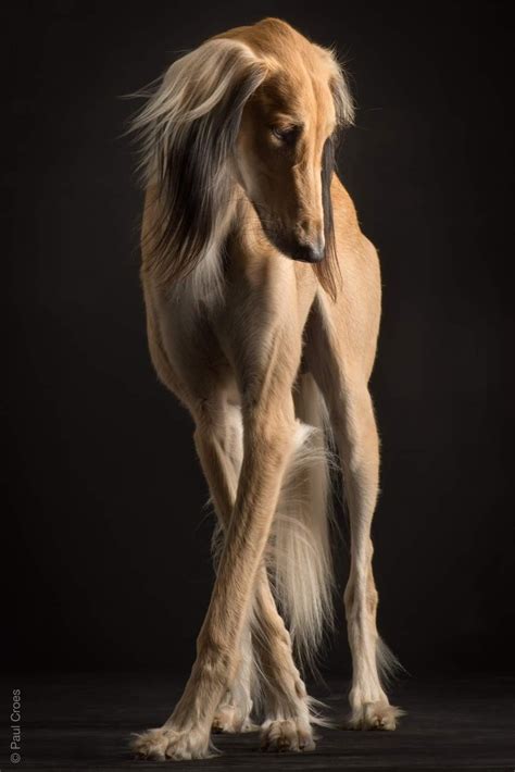 Pin by cindy steffensen on Saluki beauty | Saluki dogs, Beautiful dogs ...