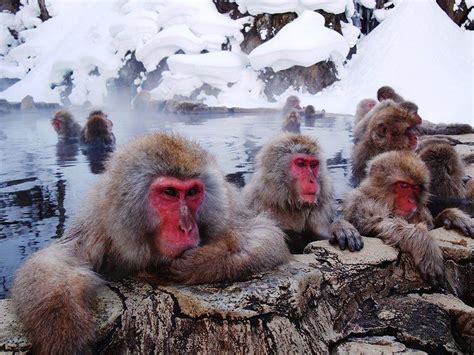 Jigokudani Monkey Park