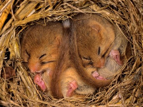 How to Photograph Hazel Dormice | Nature TTL