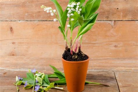 Planting lily of the valley: expert tips - Plantura