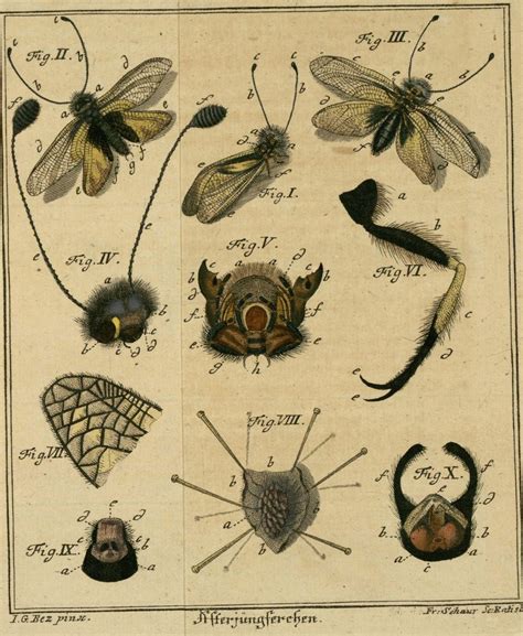 Entomology | Art images, Art, Rare books