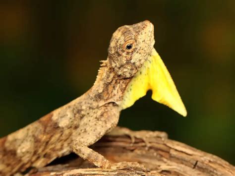 Draco Lizard: Care Guide & Species Profile - Everything Reptiles