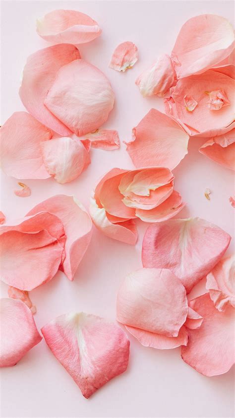 2160x3840 Rose petals, flower wallpaper | Rose petals, Beautiful ...