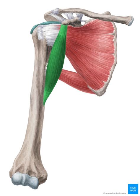 Coracobrachialis Diagram | Quizlet