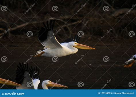 White Pelican Migration stock image. Image of life, bird - 170139325