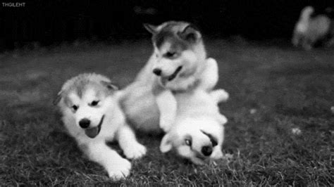 Evasion du week-end #5 : siberian husky gif