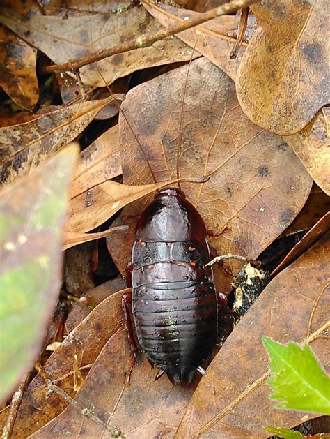 Florida Woods Cockroach Facts, Description, and Pictures