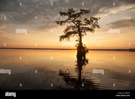 Reflection of tree in river at sunset Stock Photo - Alamy