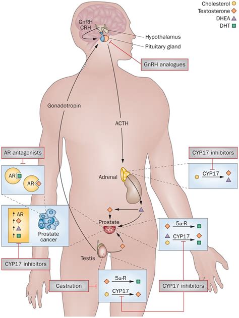 Androgen Production and Hair Loss - Know More Androgens