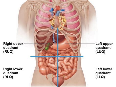 Abdominal Quadrant Anatomy