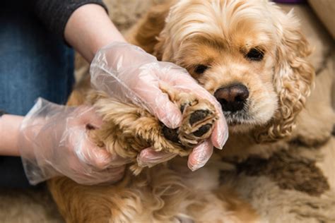 Tapeworm Treatment For Dogs–Amazing Guide On Canine Tapeworms