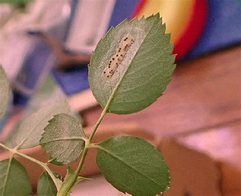 "Leafhopper eggs inserted in the leaf, with exit holes fro… | Flickr