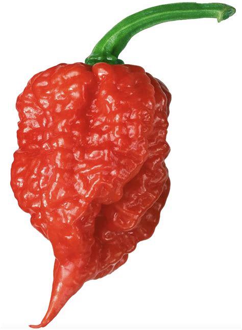 Carolina Reaper chilli seeds | Herbs and Spices Australia