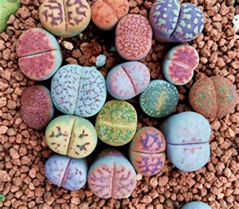 Lithops Rare Living Stones Plant Succulent Cactus Fresh 50 Viable Seeds + Gift ! | eBay