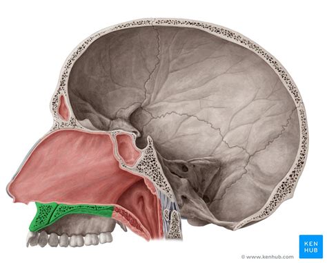 Hard palate: Anatomy, function and borders | Kenhub