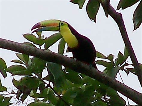 Toucan Call | This Beautiful Toucan Perched in my Yard Early… | Flickr