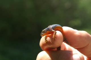 Why do you call him Tiny? - Because he's My Newt! | I went o… | Flickr