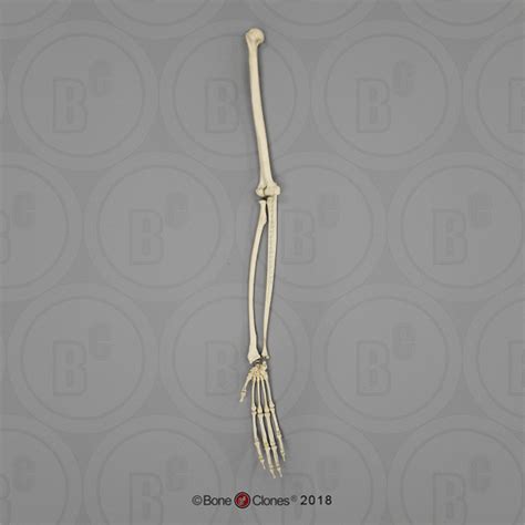 Black Spider Monkey Arm, Articulated with Articulated Rigid Hand (no Scapula) - Bone Clones ...