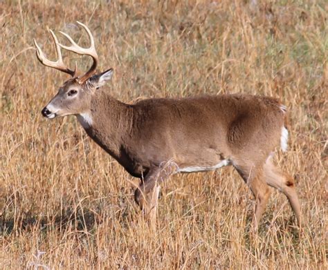 White-Tailed Deer Named State Mammal of Georgia – Georgia Wildlife Blog