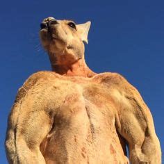 Roger the Kangaroo Flexes His Giant Muscles In an Effort to Make His Human Go Away | Male ...