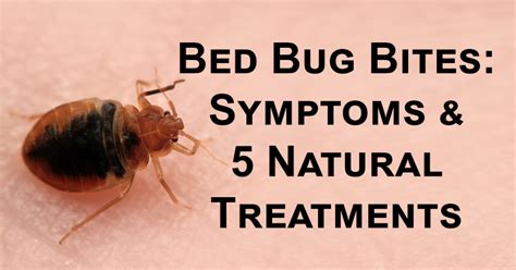 Bed Bug Bites On Genital Area