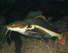 Red-tailed catfish – The Dallas World Aquarium