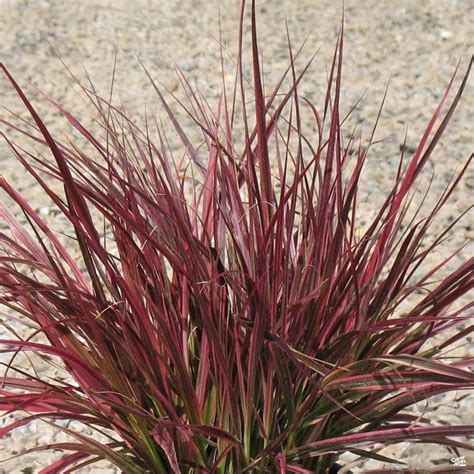 Fountain Grass 'Fireworks' | Fountain grass, Ornamental grasses ...