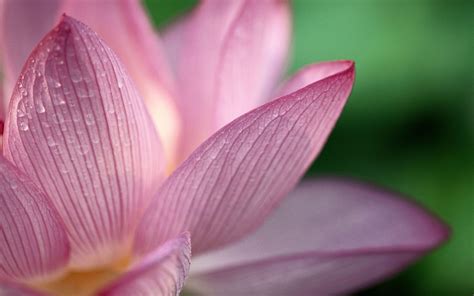 Lotus Flower Wallpapers - Wallpaper Cave