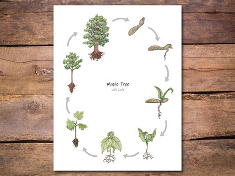 Maple Tree Life Cycle Poster: Printable Classroom Poster, Homeschool Decor, Biology Wall Art ...