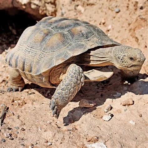 How To Build A Desert Tortoise Habitat - All Turtles