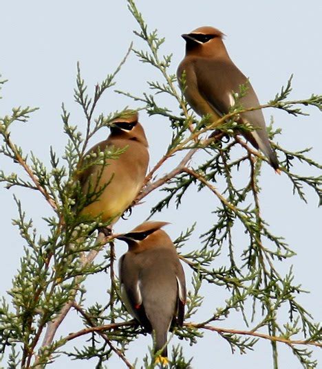 Mark & Teri's Travels: Caddo Lake National Wildlife Refuge