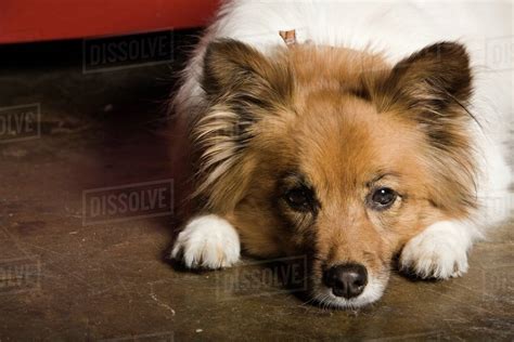 Dog Lying Down - Stock Photo - Dissolve