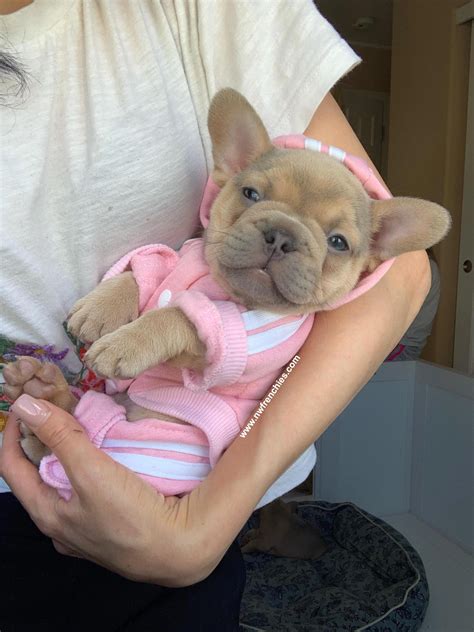 Fluffy Frenchie Dog For Sale - Puppies