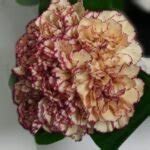 Bridesmaid bouquet – WFlowers